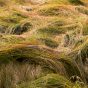 Wild Grass Waves on Meadow Close-Up