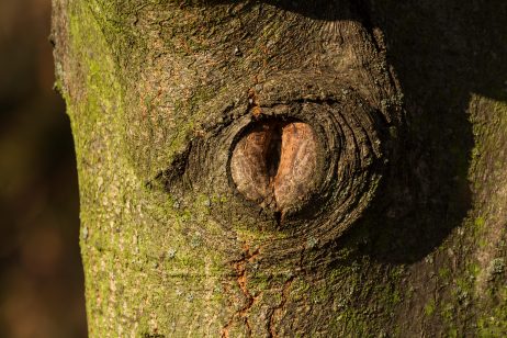 Eye on Tree Bark