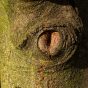 Eye on Tree Bark