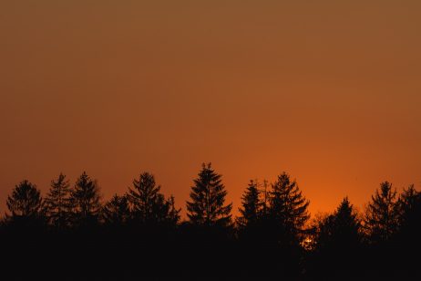 Forest Silhouette in Dusk