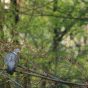 Pigeon in a Forest