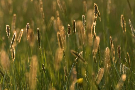 Summer Evening Meadow