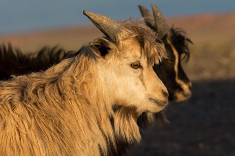 Cashmere Goats in Mongolia