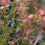 Blueberry Bush Close-up