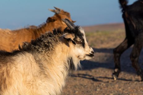 Cashmere Goats in Mongolia