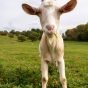 Funny Goat on a Meadow
