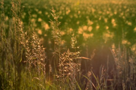 Summer Meadow In The Evening Light