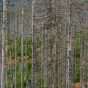 Dead Trees Due to Bark Beetle