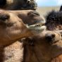 Camel Faces Close-up