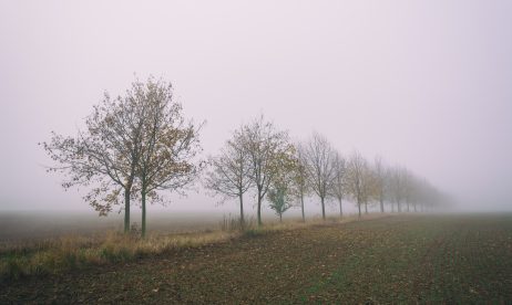 A Row of Trees Disappearing in the Fog