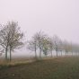 A Row of Trees Disappearing in the Fog