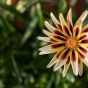 Beautiful Gazania Flower