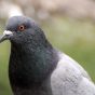 Grey Pigeon Portrait