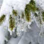 Snowy Spruce Needles