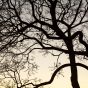 Tree Branches Silhouette