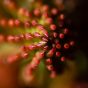 Flower Spiral Macro – Sedum Reflexum