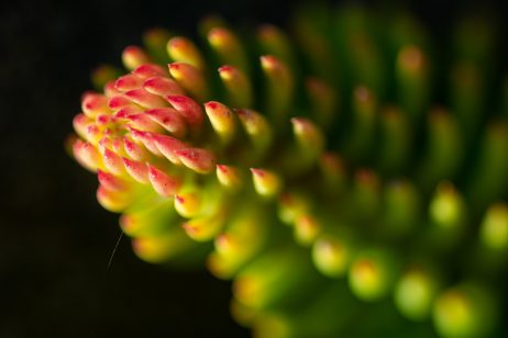 Beautiful Flower Close-up