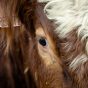 Cow Face Close-up