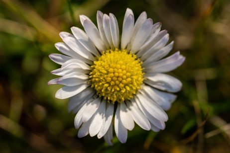 Daisy Flower Close-up