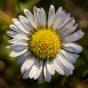 Daisy Flower Close-up