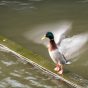Duck Waving its Wings