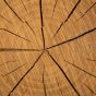 Texture of Round Cut Wood