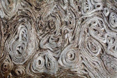 Wood Texture Macro Photography
