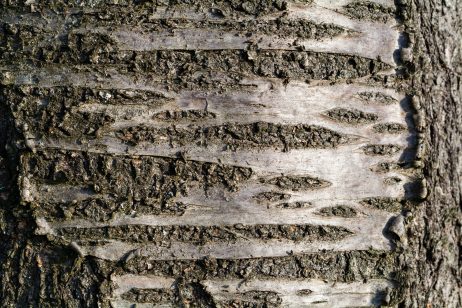 Tree Bark Texture Close-up