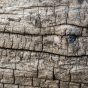 Dry wood texture