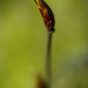 Minimalist Flower Bud