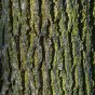 Tree Bark Texture Vertical