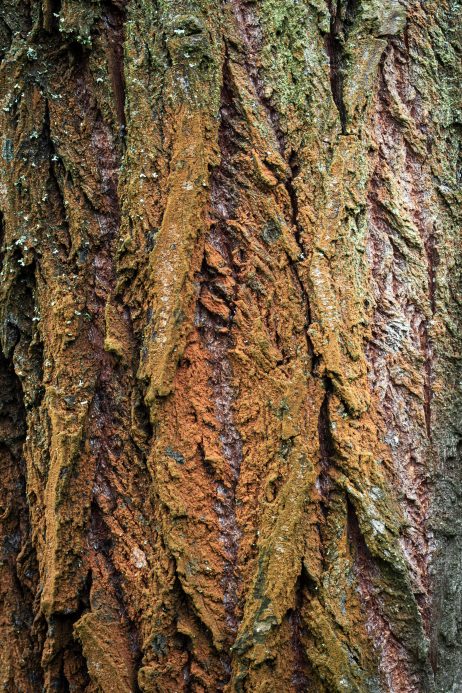 The Tree Bark in the Shape of Vagina