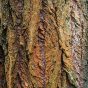 The Tree Bark in the Shape of Vagina