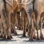Camel Legs