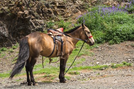Saddled Horse in Mongolia