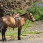 Saddled Horse in Mongolia