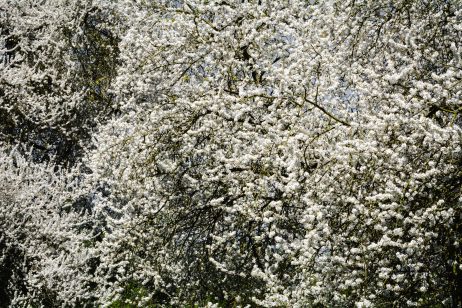 Blooming Cherry Tree Background Image