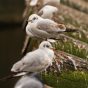 City Seagulls in Prague