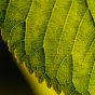 Close-up Leaf