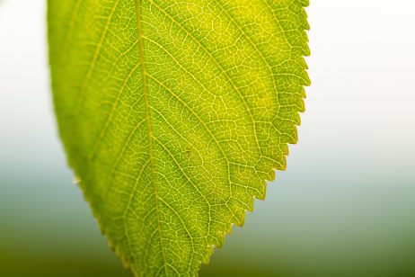 Green Leaf