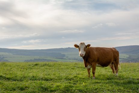 Cow in the Meadow