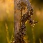 A Dry Plant Twisted into a Strange Shape