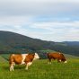 Cows on the Meadow