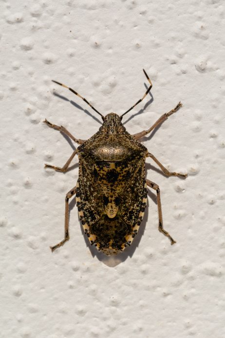 Heteroptera – True Bug