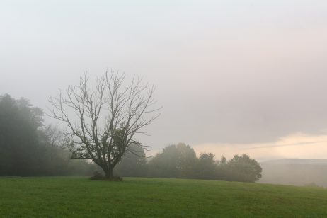 Tree in the Fog