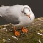 A Seagull with Orange Legs