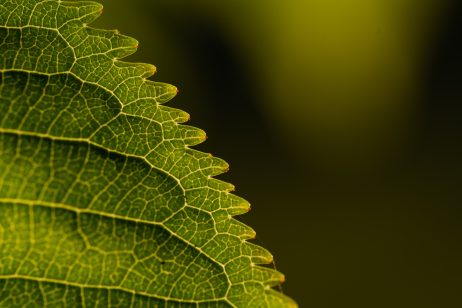 Close-Up Leaf