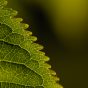 Close-Up Leaf