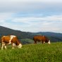 Czech Cows