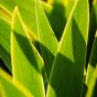 Backlight Tulip Leaves